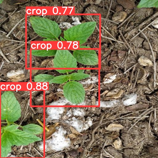 CropsDetector - Object Detection using YOLO